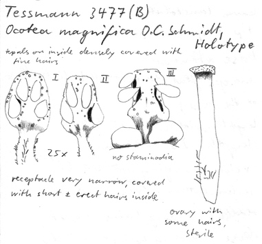 Vorschaubild Ocotea magnifica O.C. Schmidt